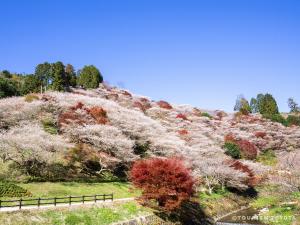 小原四季桜まつり
