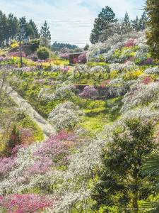 上中のしだれ桃