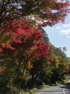もみじ街道（加茂広域農道）