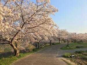 井上公園（水無瀬川緑道の桜）