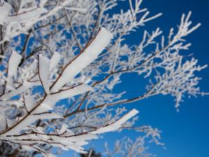 面ノ木園地の樹氷