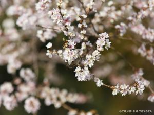 小原四季桜まつり