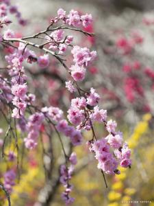 上中のしだれ桃