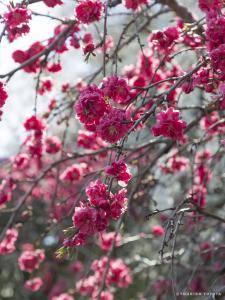 上中のしだれ桃