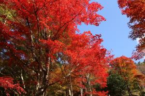 稲武もみじまつり