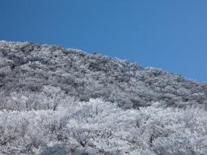 面ノ木園地の樹氷