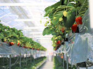 ストロベリーパークみふね