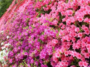 キリシマツツジ