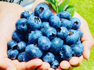 フフラ ベリーガーデン