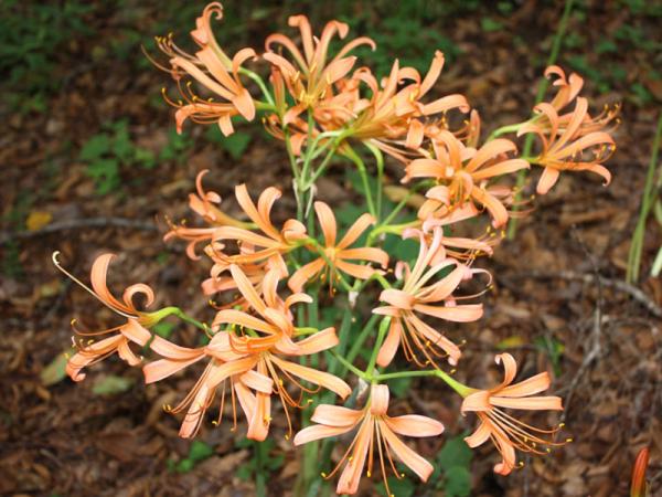 Kitsune no Kamisori Orange Spider Lilies