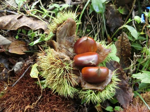 足助みたち栗園 栗拾い