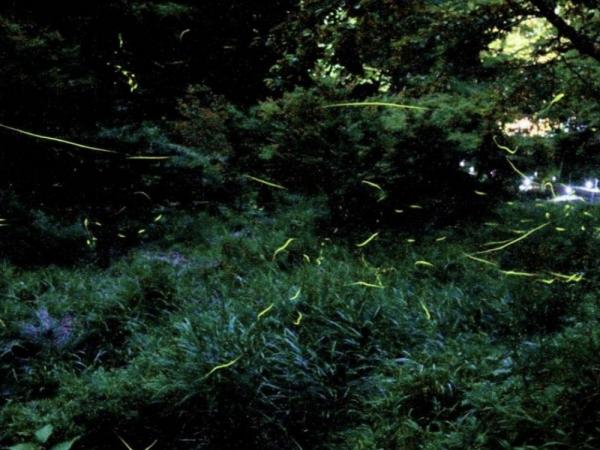 大沢不動滝のホタル