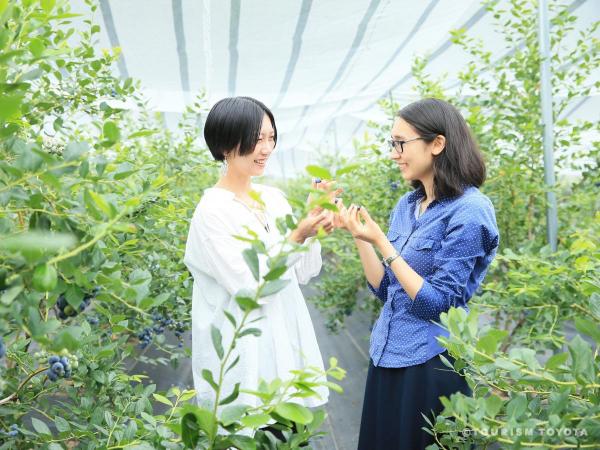 Blueberry-no-Komichi