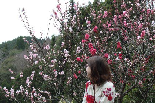 Flowers to Discover in Toyota During Spring