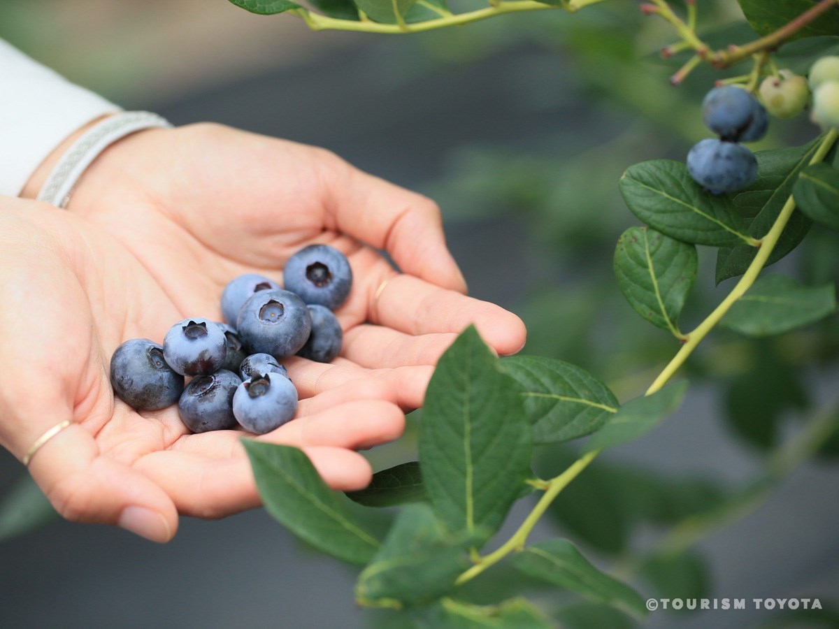 ブルーベリーのこみち
