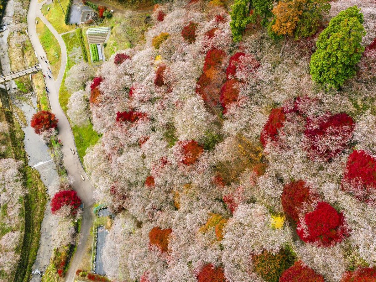 「小原四季桜まつり」の楽しみ方はコレ!