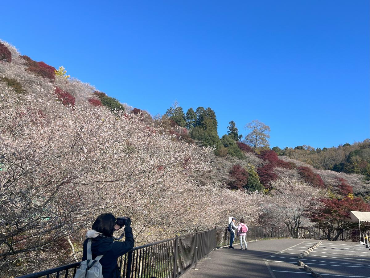 香嵐渓・小原バスツアー