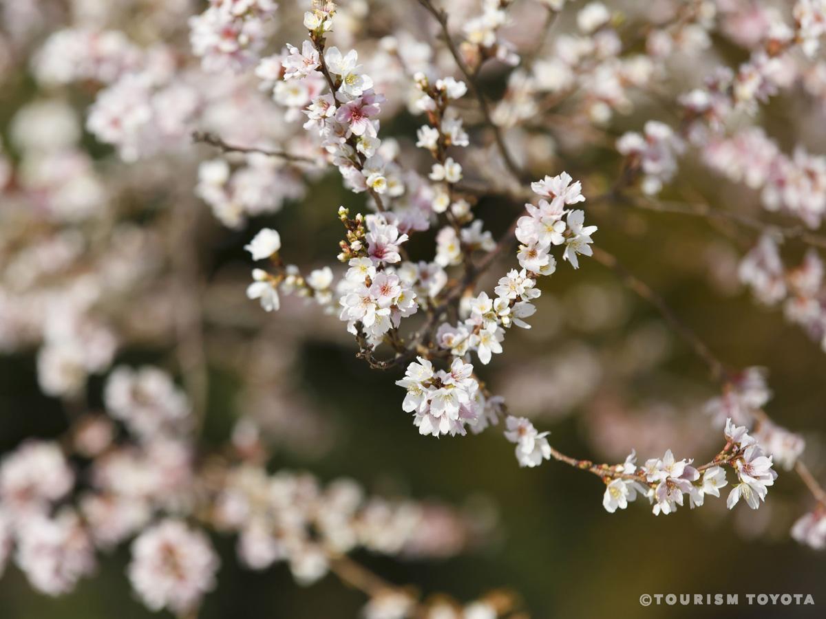 小原四季桜