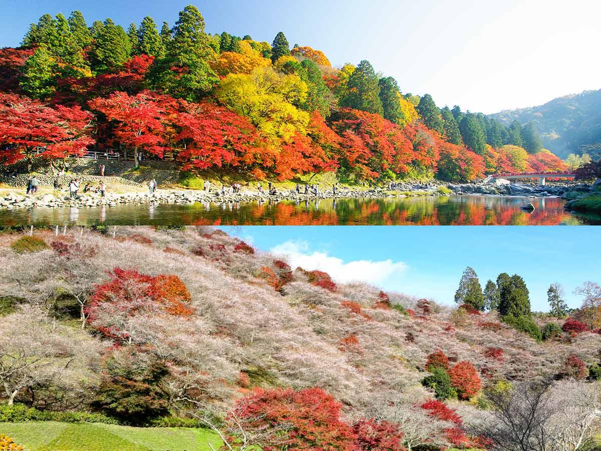 Korankei Gorge vs. Obara Shikizakura: Toyota City's utterly popular spot for autumn leaves!