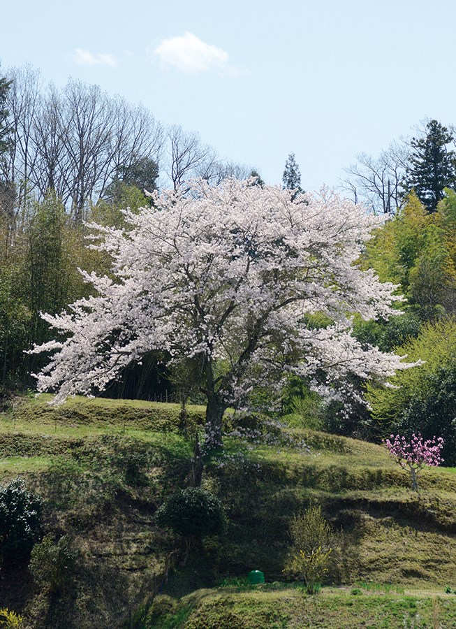 成合の一本桜