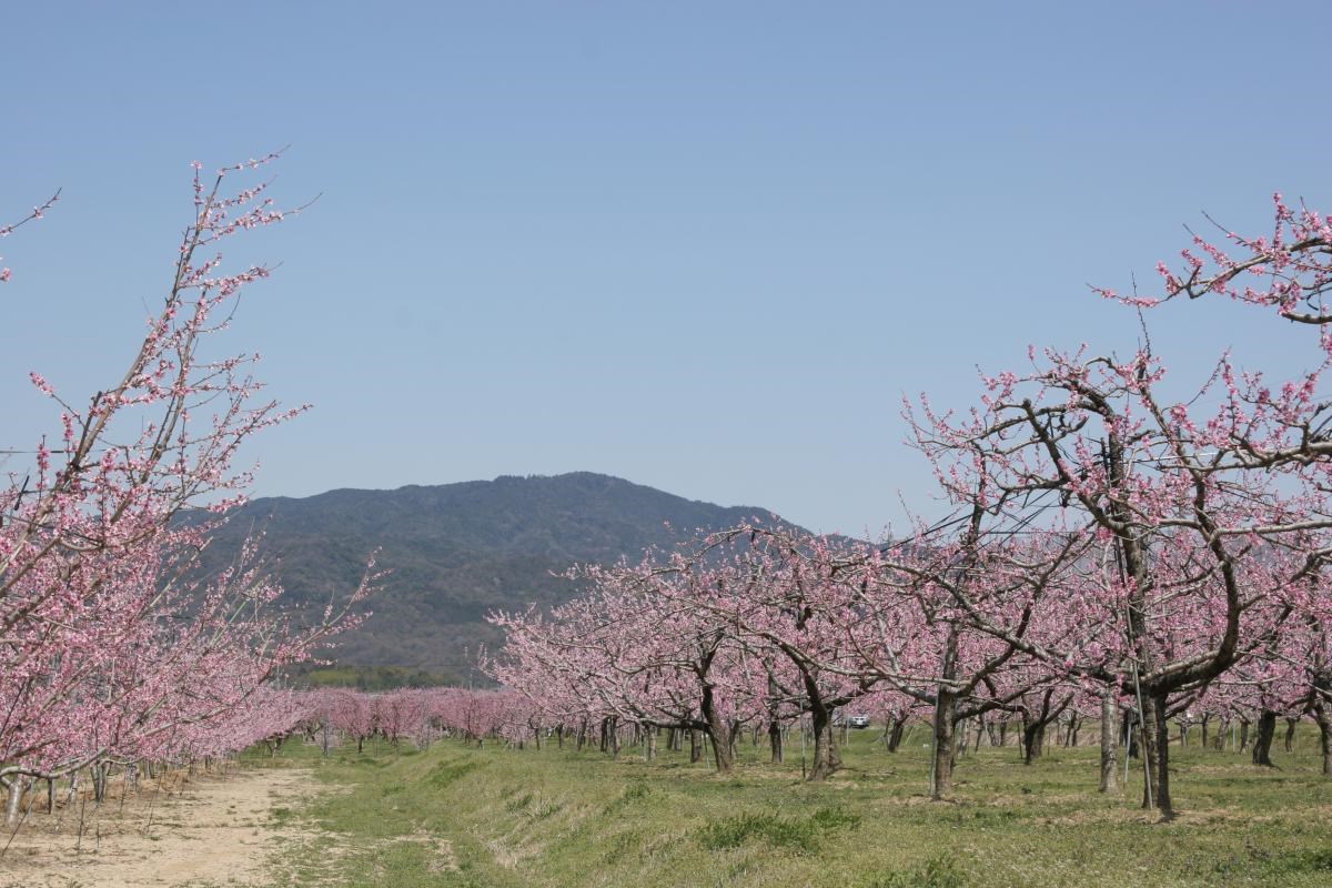 桃の里