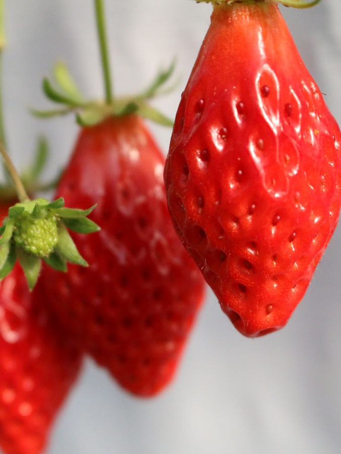 うめこう桃梨苺園のいちご狩り