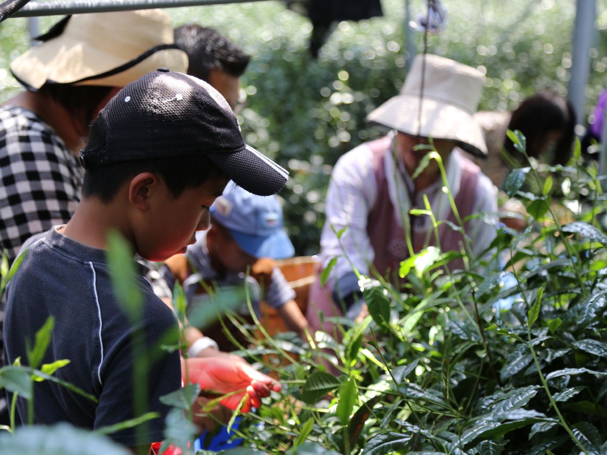 八十八夜ととよたのお茶