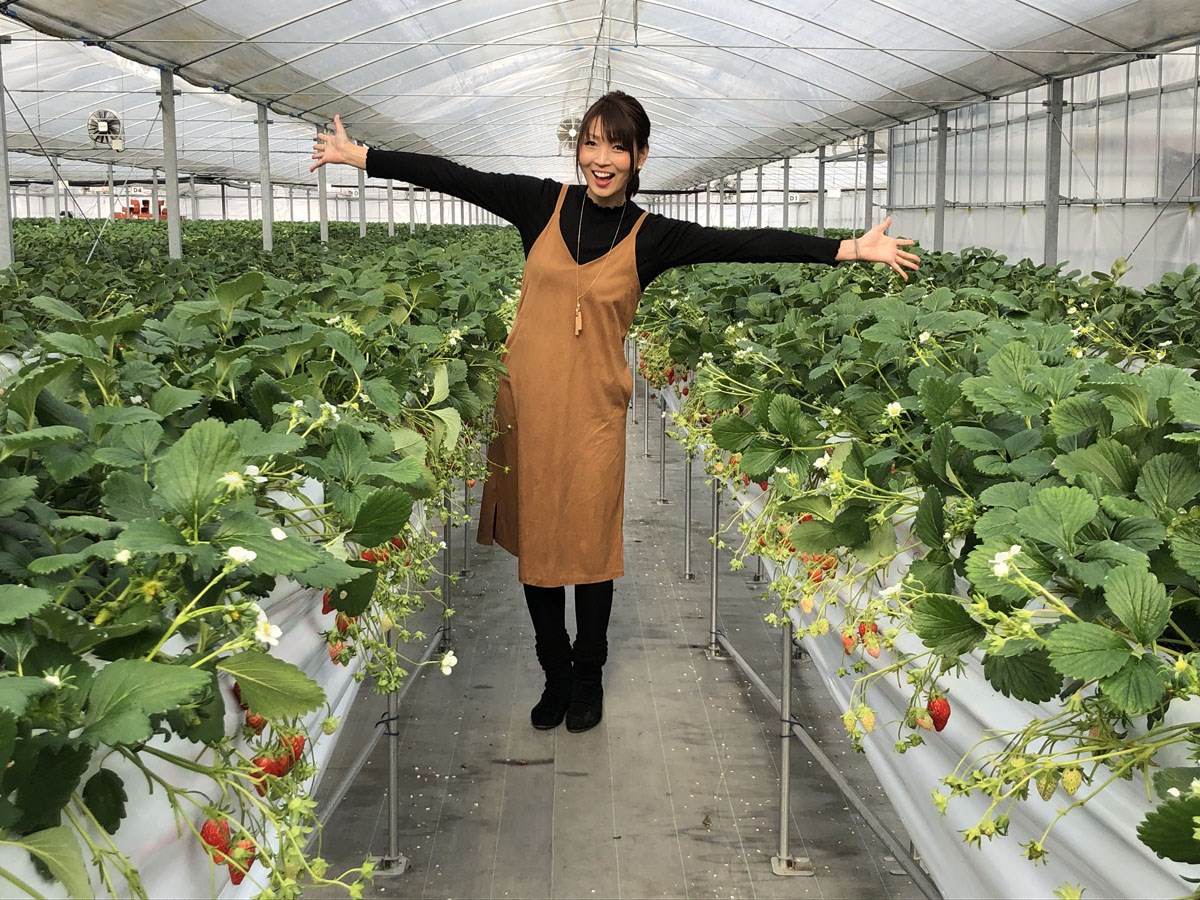 うめこう桃梨苺園のいちご狩り