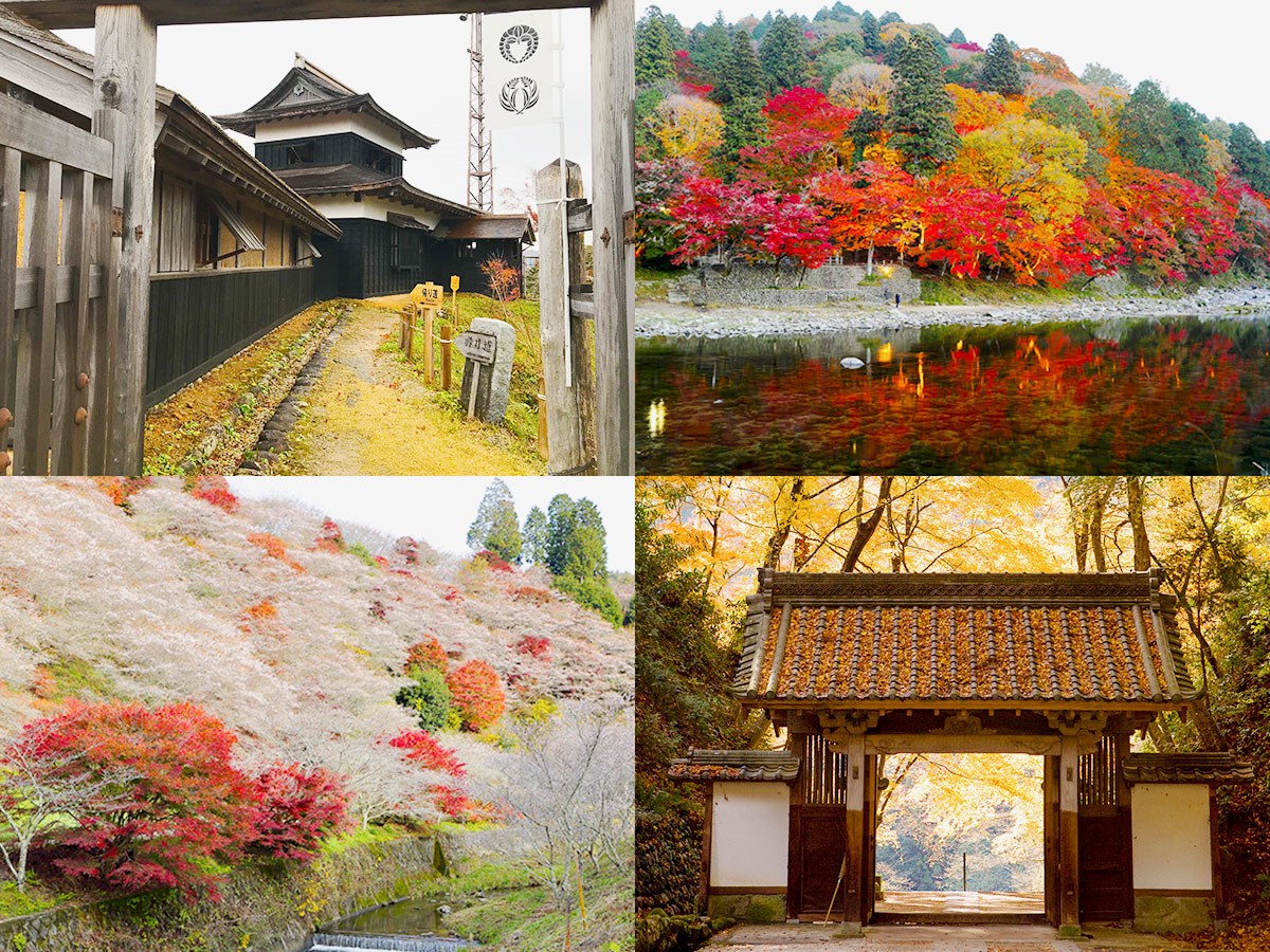 豐田市驚艷的香嵐溪和一年開花兩次的小原四季櫻