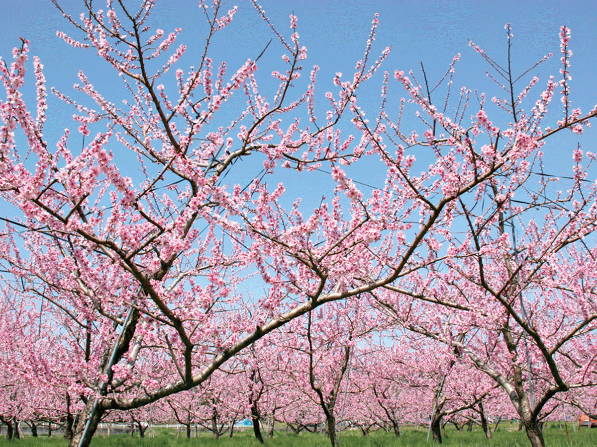 季節の見どころスポット