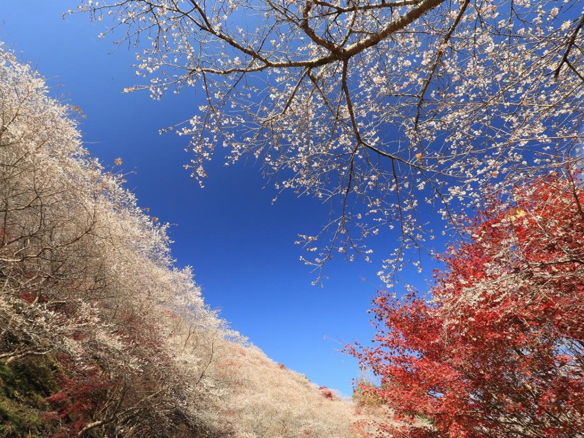 「小原四季桜まつり」の楽しみ方はコレ!