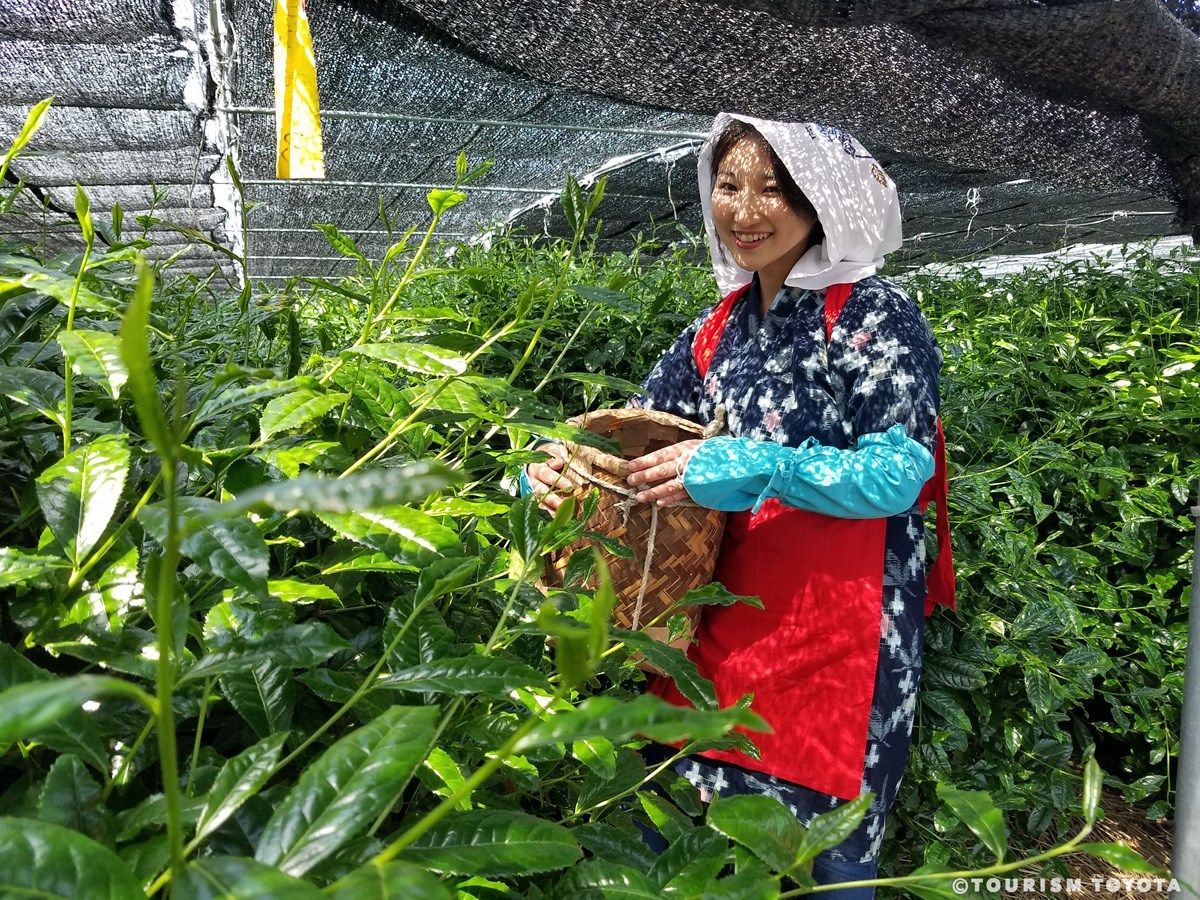＜豊田でみつけた逸品＞ 高香園の「手摘み茶」
