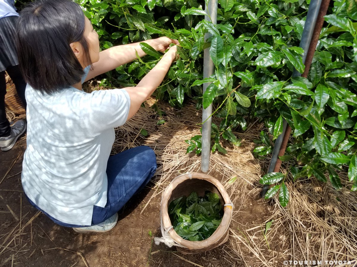 ＜豊田でみつけた逸品＞ 高香園の「手摘み茶」