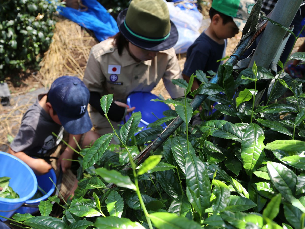 碧園お茶の純平
