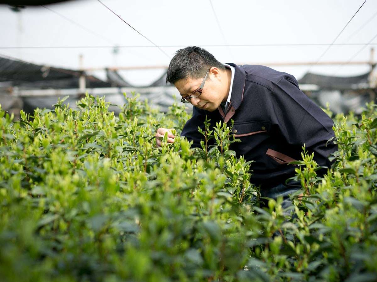 碧園お茶の純平