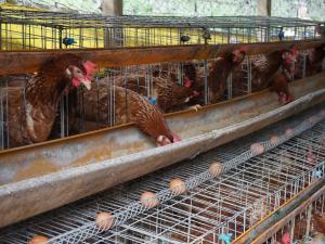 ファームイン「木＆木」コッコ