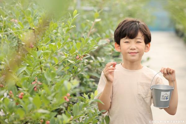 ブルーベリー狩り