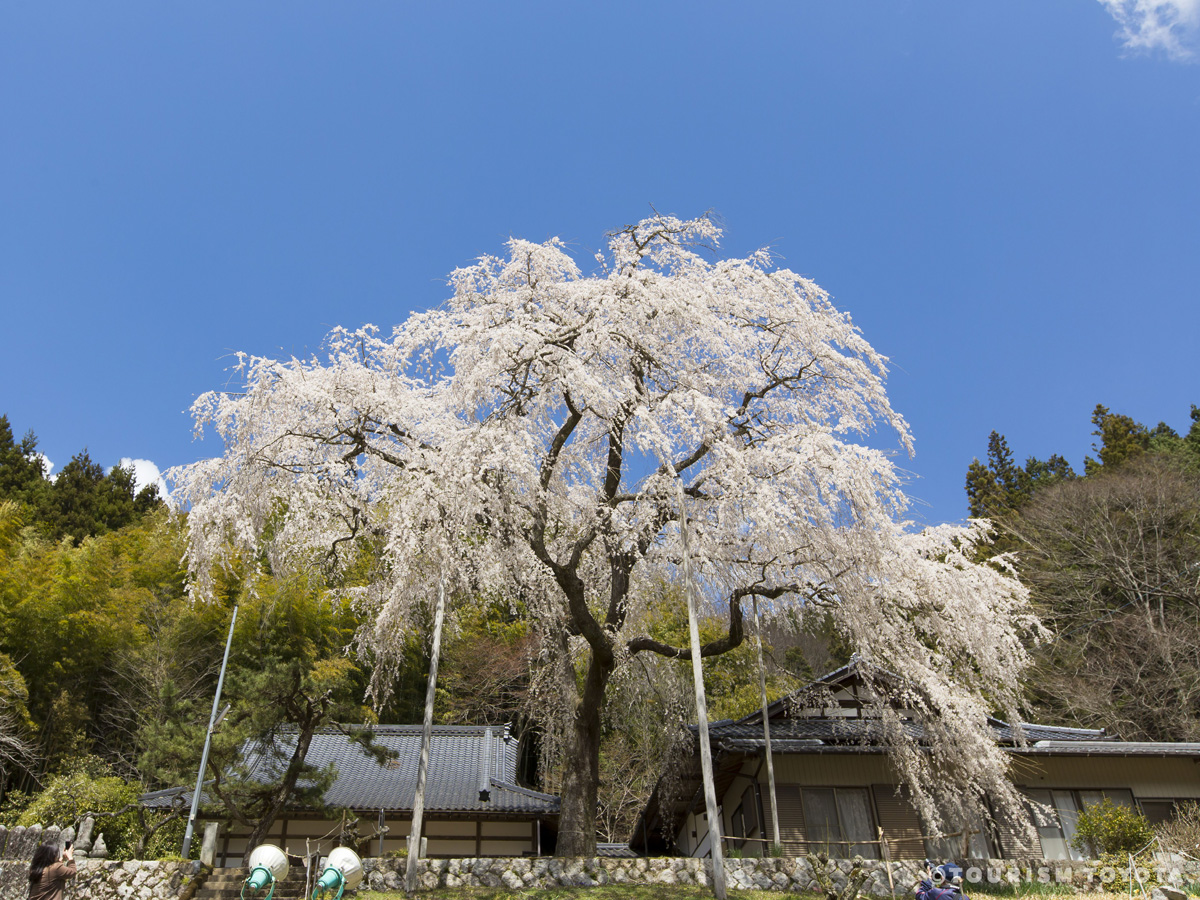 大安寺しだれ桜まつり 公式 愛知県豊田市の観光サイト ツーリズムとよた