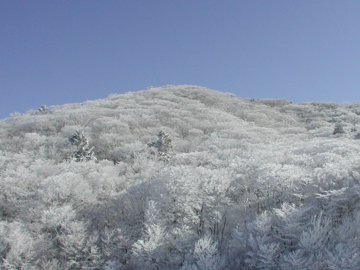 面ノ木原生林の樹氷